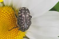 Oxythyrea funesta