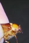 Rhizotrogus aestivus