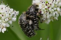 Oxythyrea funesta