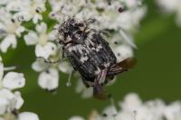 Valgus hemipterus