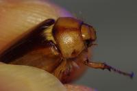 Rhizotrogus aestivus