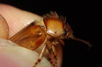 Rhizotrogus marginipes