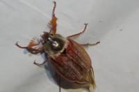 Melolontha melolontha