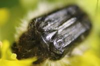 Tropinota squalida