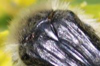 Tropinota squalida
