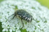 Oxythyrea funesta