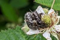 Oxythyrea funesta