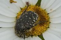 Oxythyrea funesta