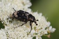 Valgus hemipterus