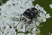 Valgus hemipterus