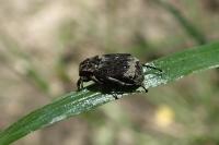 Valgus hemipterus