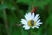 Oxythyrea funesta