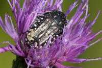 Oxythyrea funesta