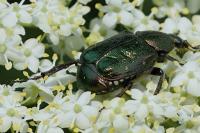 Gnorimus nobilis