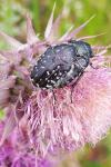 Oxythyrea funesta
