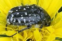 Oxythyrea funesta