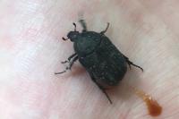 Netocia morio