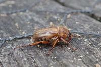 Amphimallon solstitiale