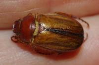 Rhizotrogus cicatricosus