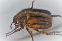 Amphimallon solstitiale