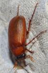 Serica brunnea