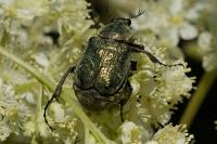 Gnorimus nobilis