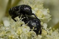 Oxythyrea funesta