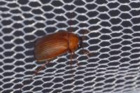 Serica brunnea