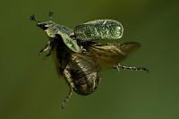Gnorimus nobilis