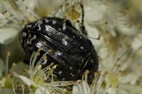 Oxythyrea funesta