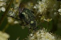 Gnorimus nobilis