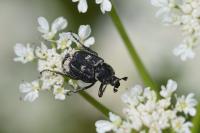 Valgus hemipterus
