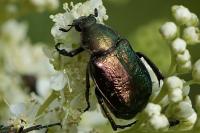 Gnorimus nobilis