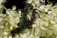 Gnorimus nobilis
