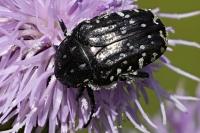 Oxythyrea funesta