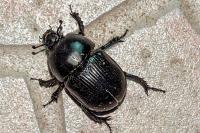 Geotrupes spiniger