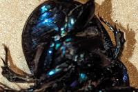 Geotrupes spiniger