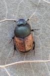 Onthophagus vacca
