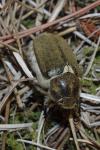 Anoxia villosa