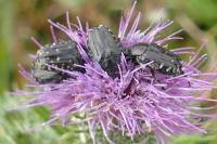Oxythyrea funesta