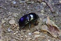 Geotrupes spiniger