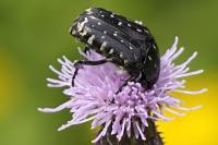 Oxythyrea funesta