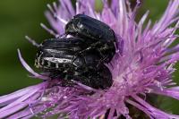 Oxythyrea funesta