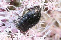 Oxythyrea funesta