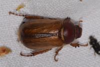 Amphimallon ochraceum