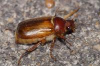 Amphimallon ochraceum