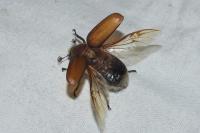 Anoxia villosa