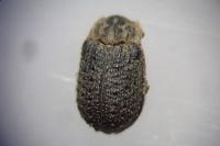 Trox hispidus