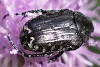 Oxythyrea funesta