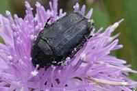 Oxythyrea funesta